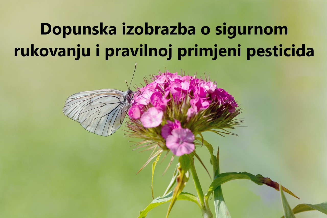 grey butterfly perching on purple petal flower 160634