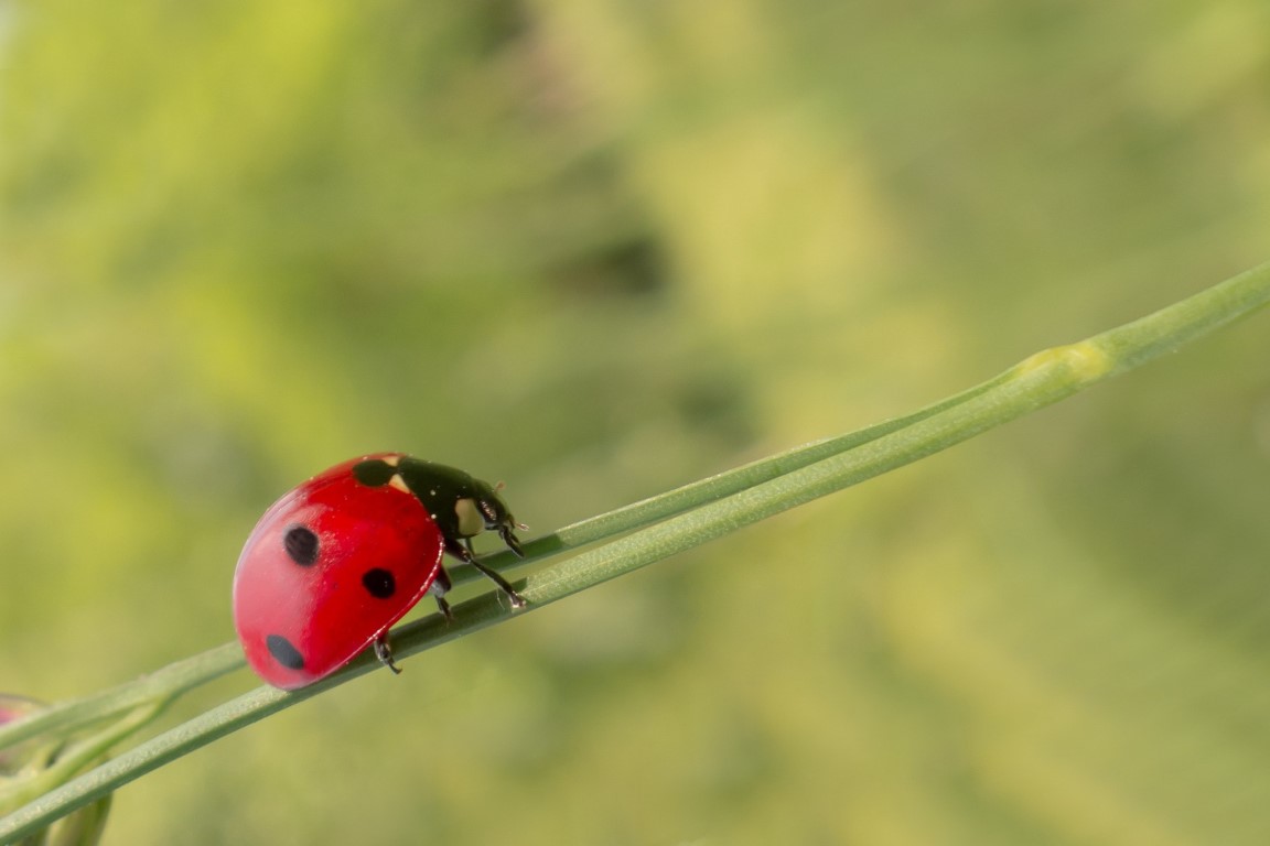 ladybug 